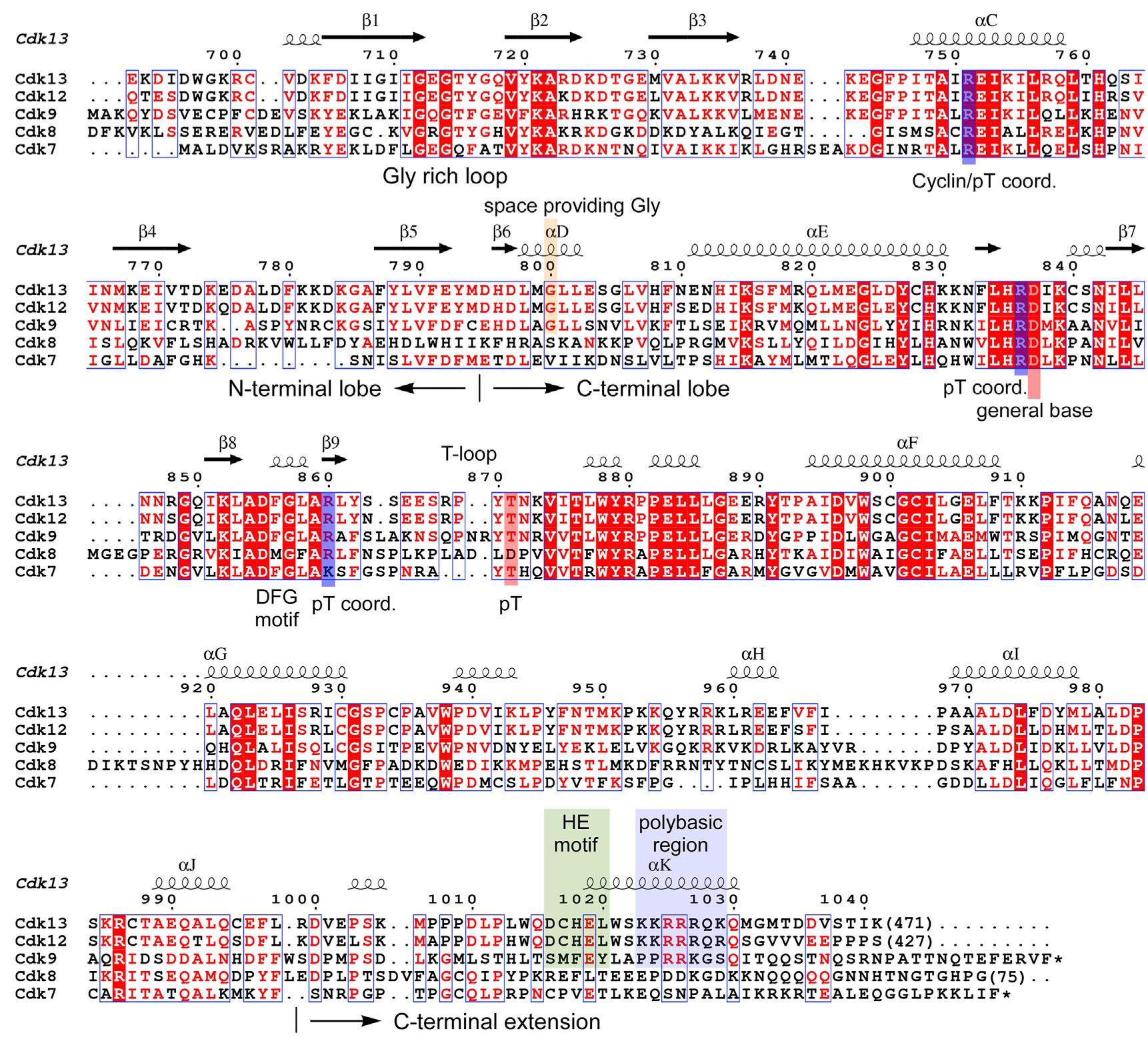 Cdk13 Ribbon (PDF) Structural and Functional Analysis of the Cdk13/Cyclin K Complex