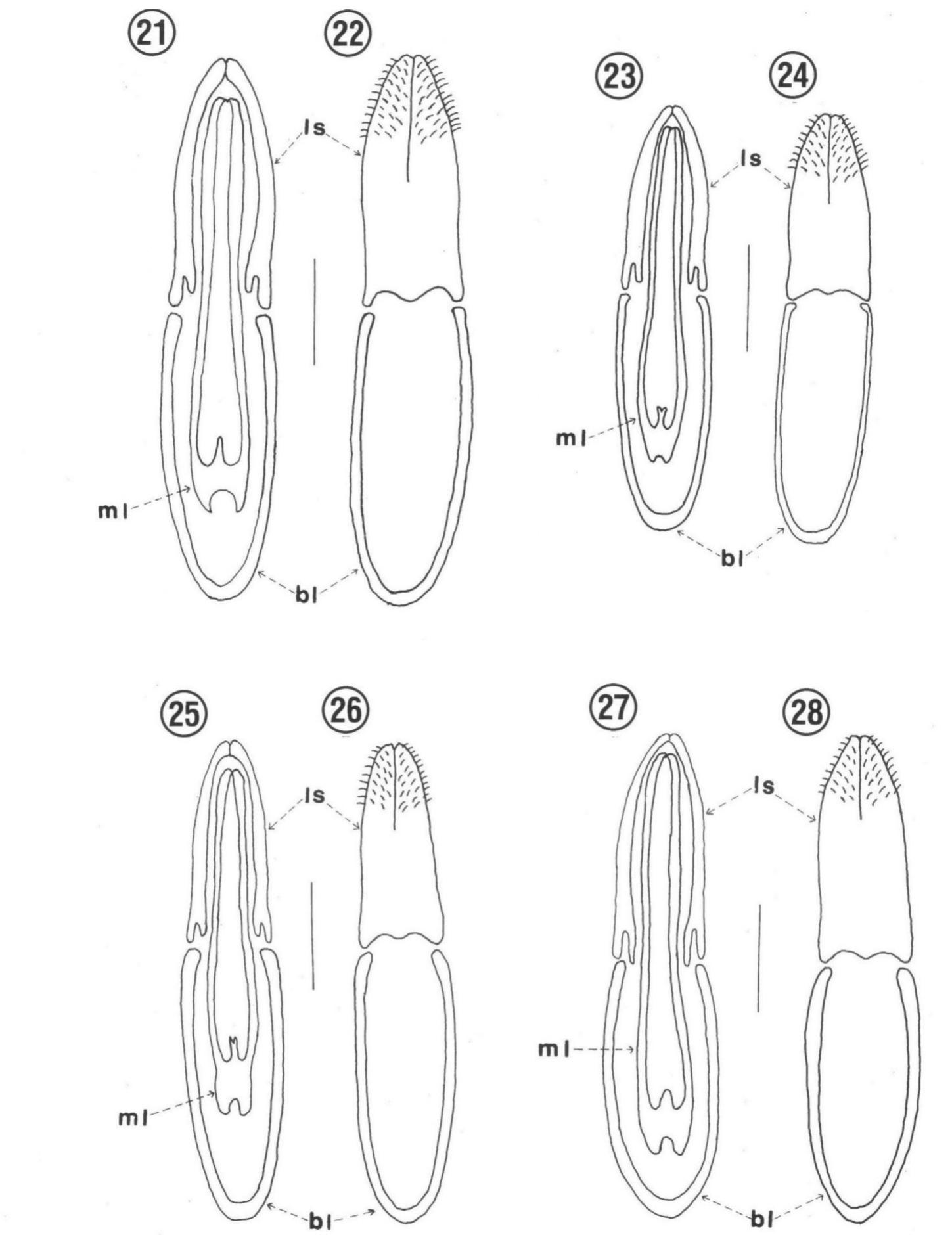 Figure 6 - from Systematic revision of the Neotropical genus