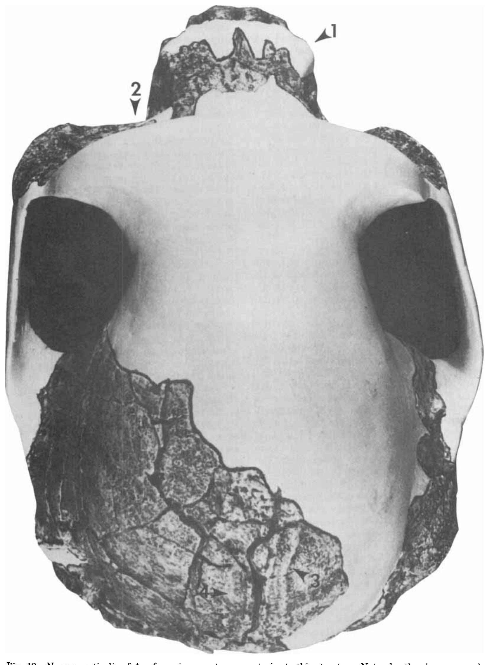 Figure 12 - Cranial morphology ofAustralopithecus afarensis: