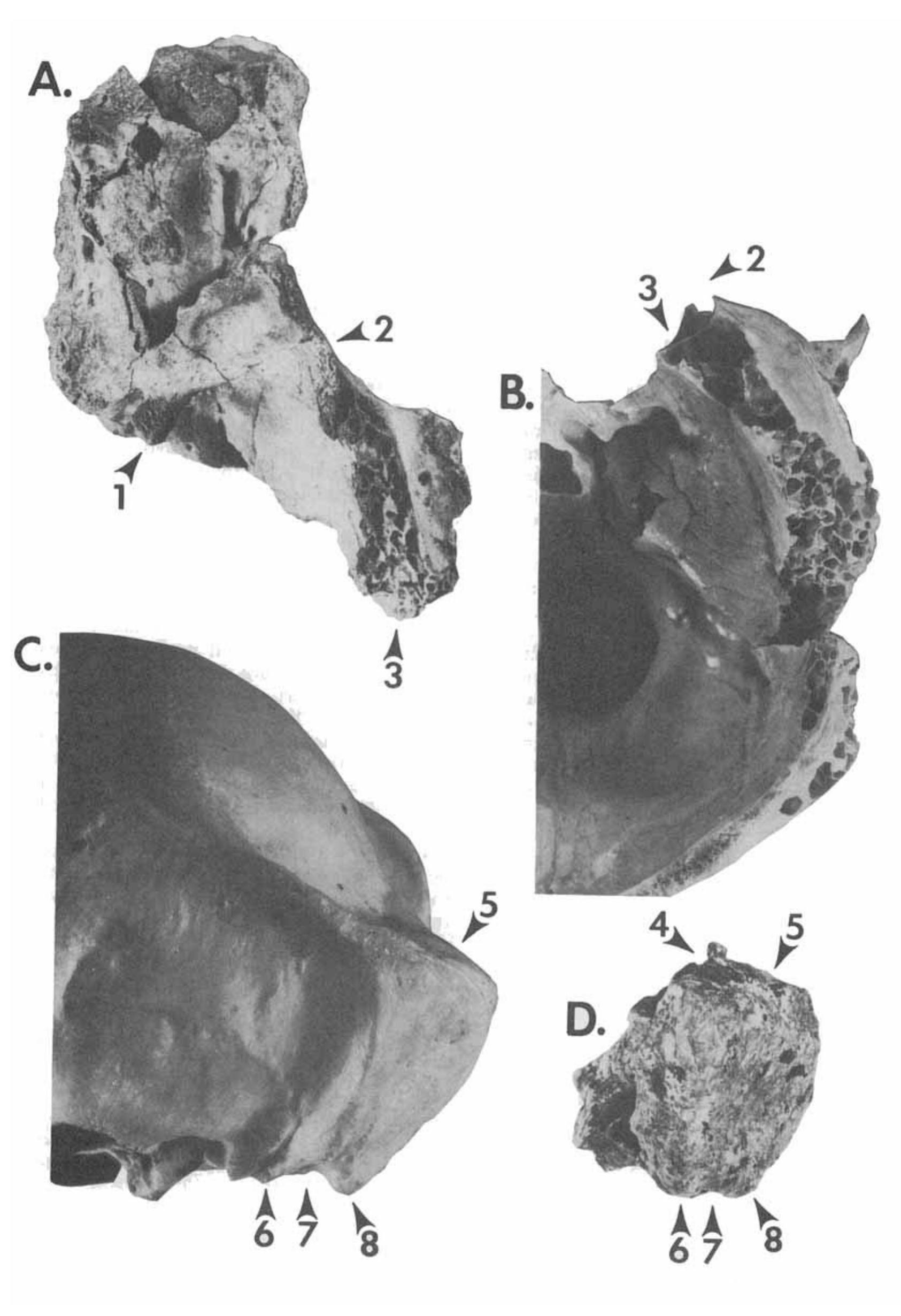 Figure 17 - Cranial morphology ofAustralopithecus afarensis:
