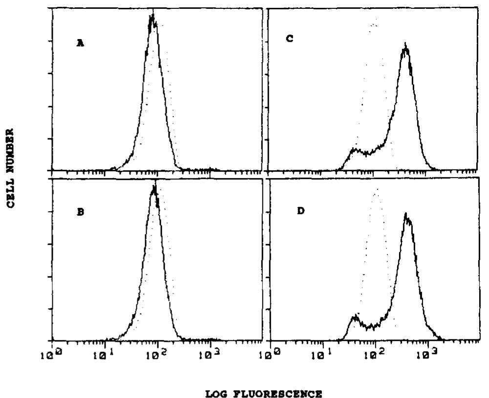 T2 Cell Line (PDF) Presentation of endogenous peptides to MHC class I-restricted ...