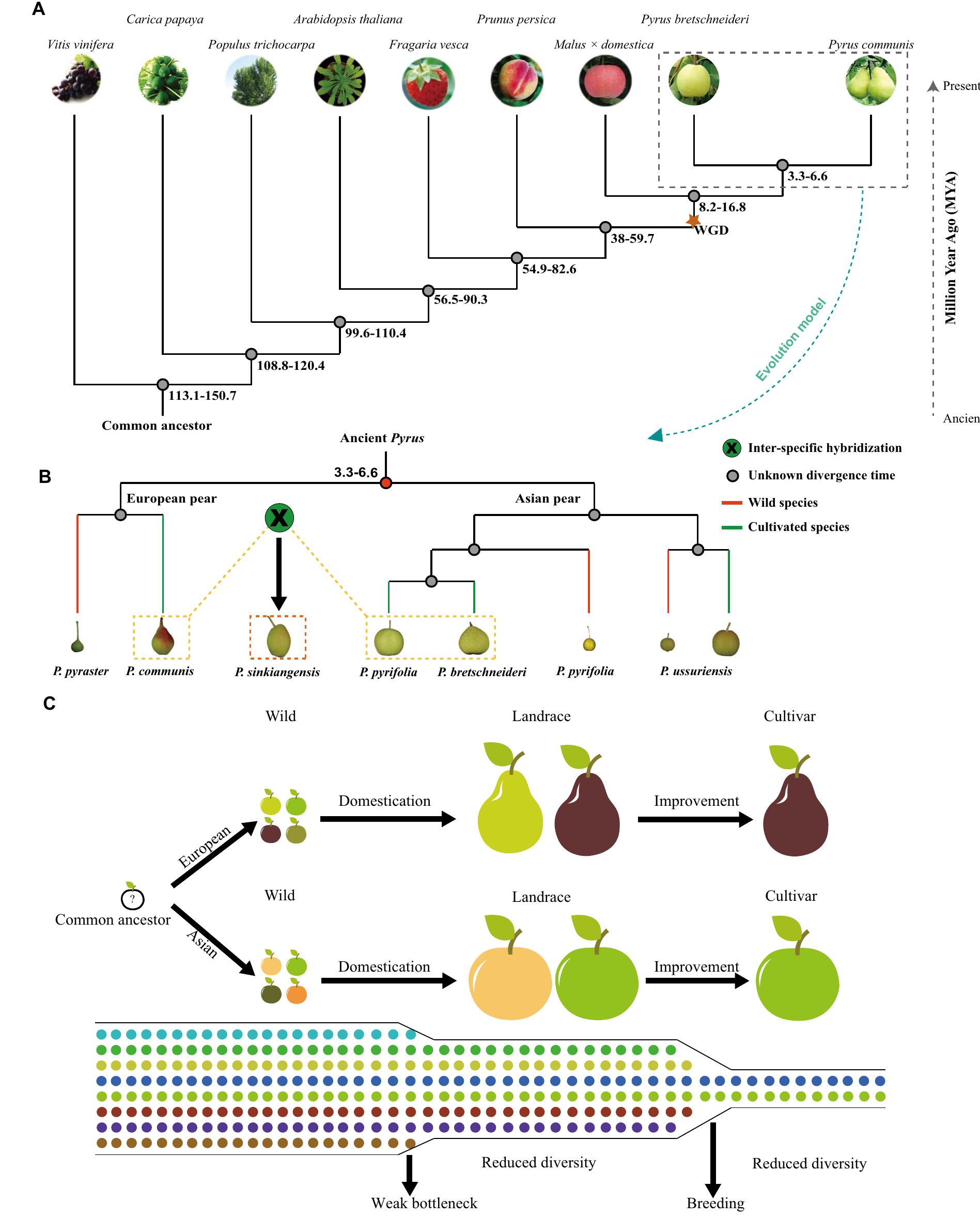 (PDF) Pear genetics: Recent advances, new prospects, and a roadmap for ...
