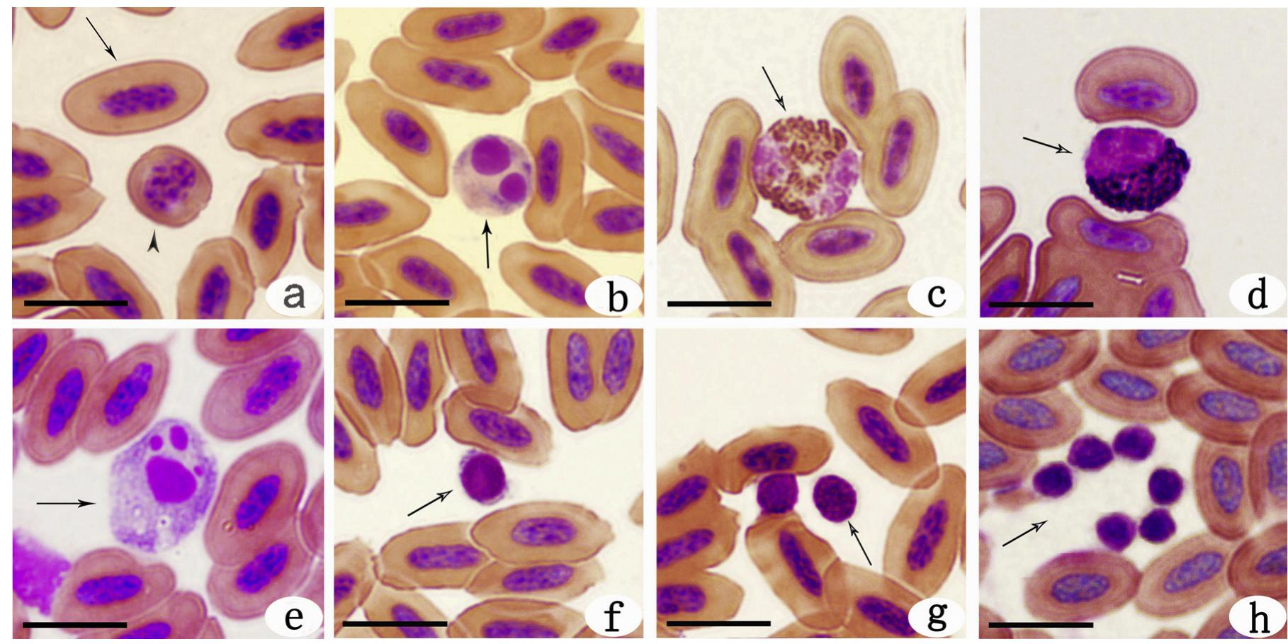 Figure 2 - from Morphology and cytochemical patterns of
