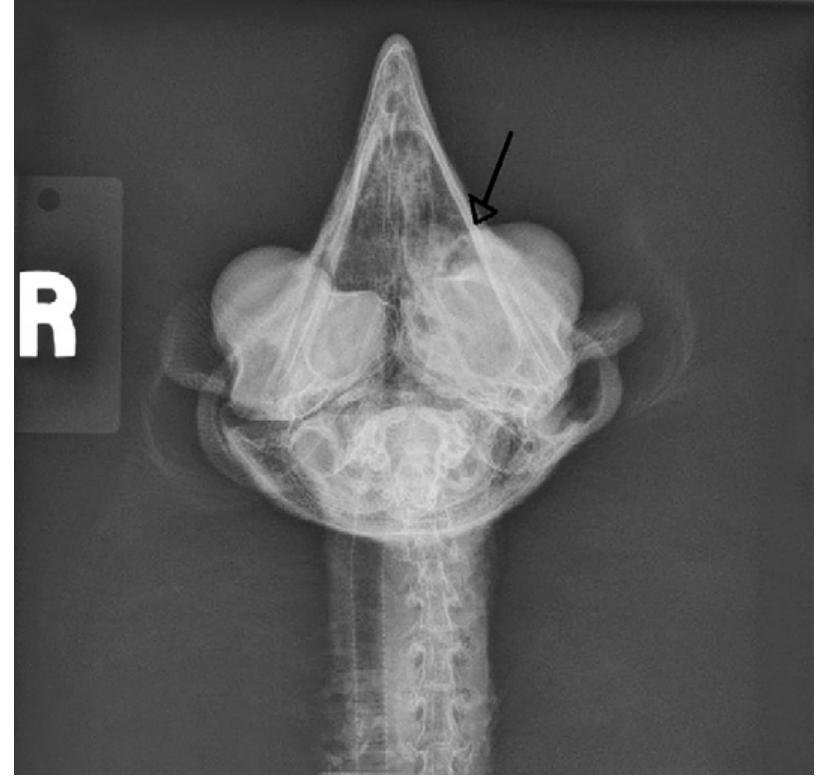 Placement of a spinal needle in the ulna of a red-shouldered