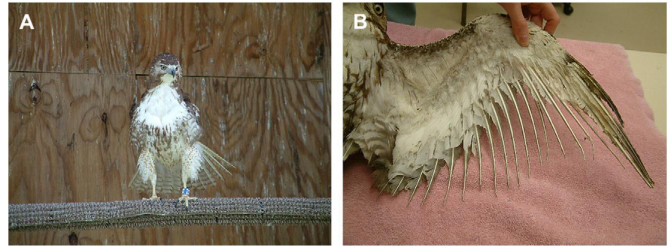 Barb Hawk (PDF) Emergency Care of Raptors