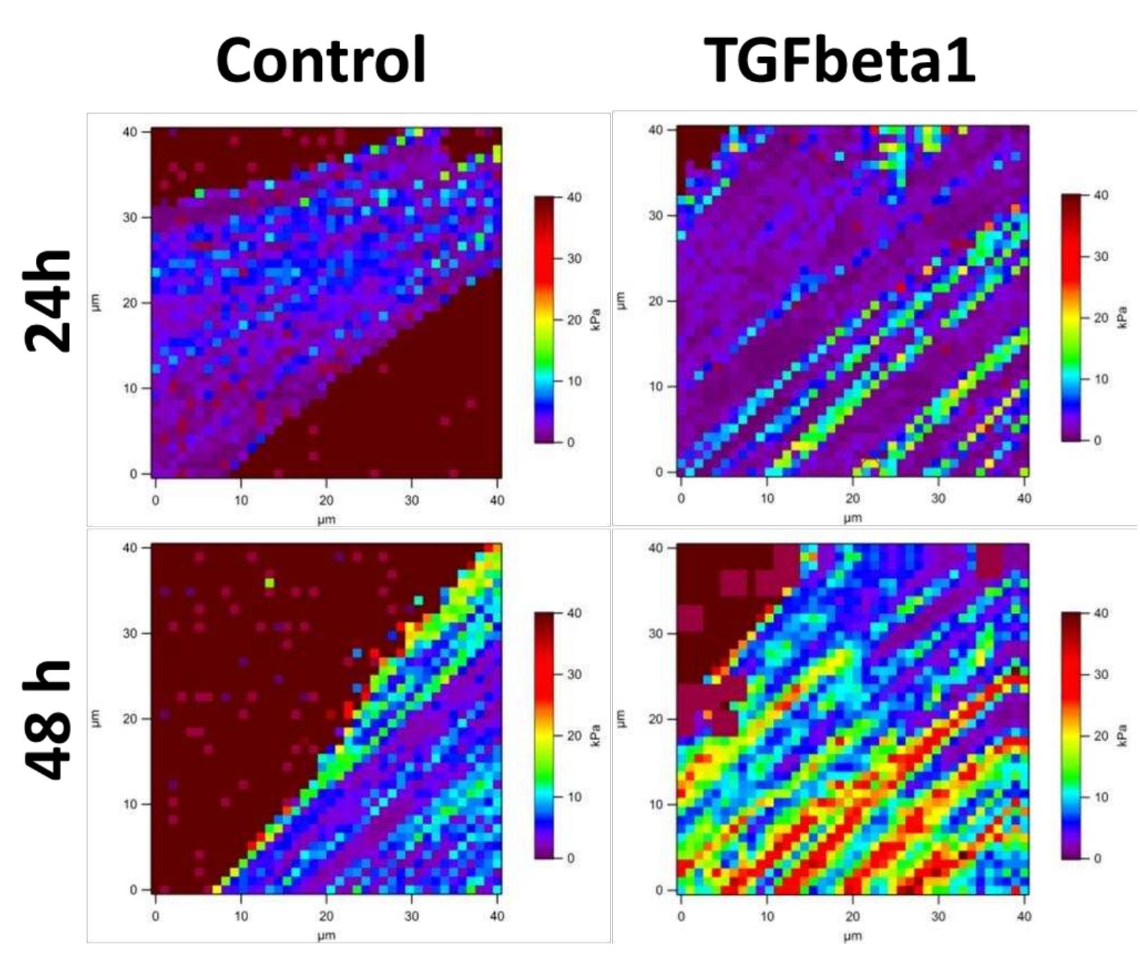 -5: force maps of untreated (first column) and treated cells