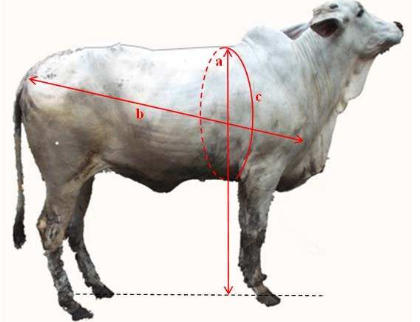 (PDF) The Assesment of Body Weight of Sumba Ongole Cattle (Bos indicus ...