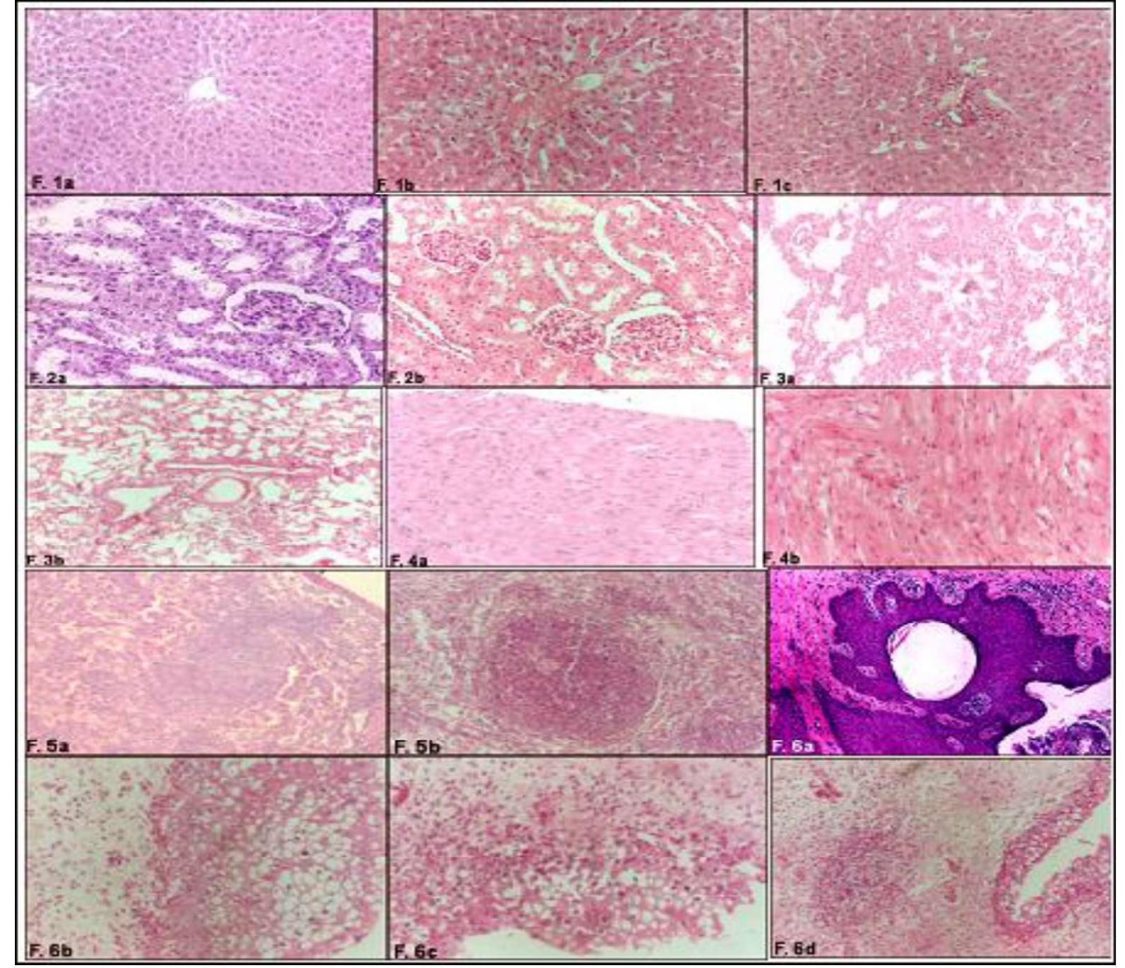 Een eee ee es eee fig. 1: liver a: control normal structure.