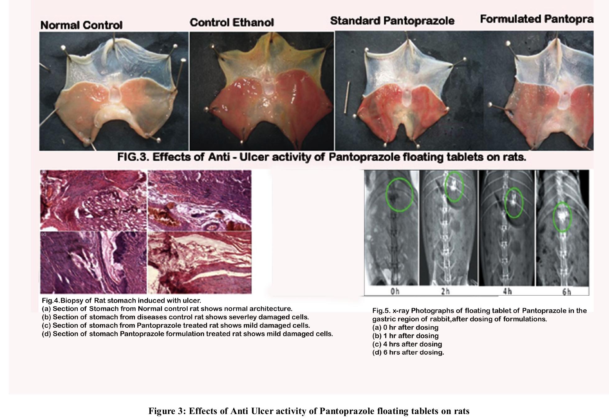 (PDF) In Vitro and in Vivo Evaluation of the Gastroretentive Floating ...