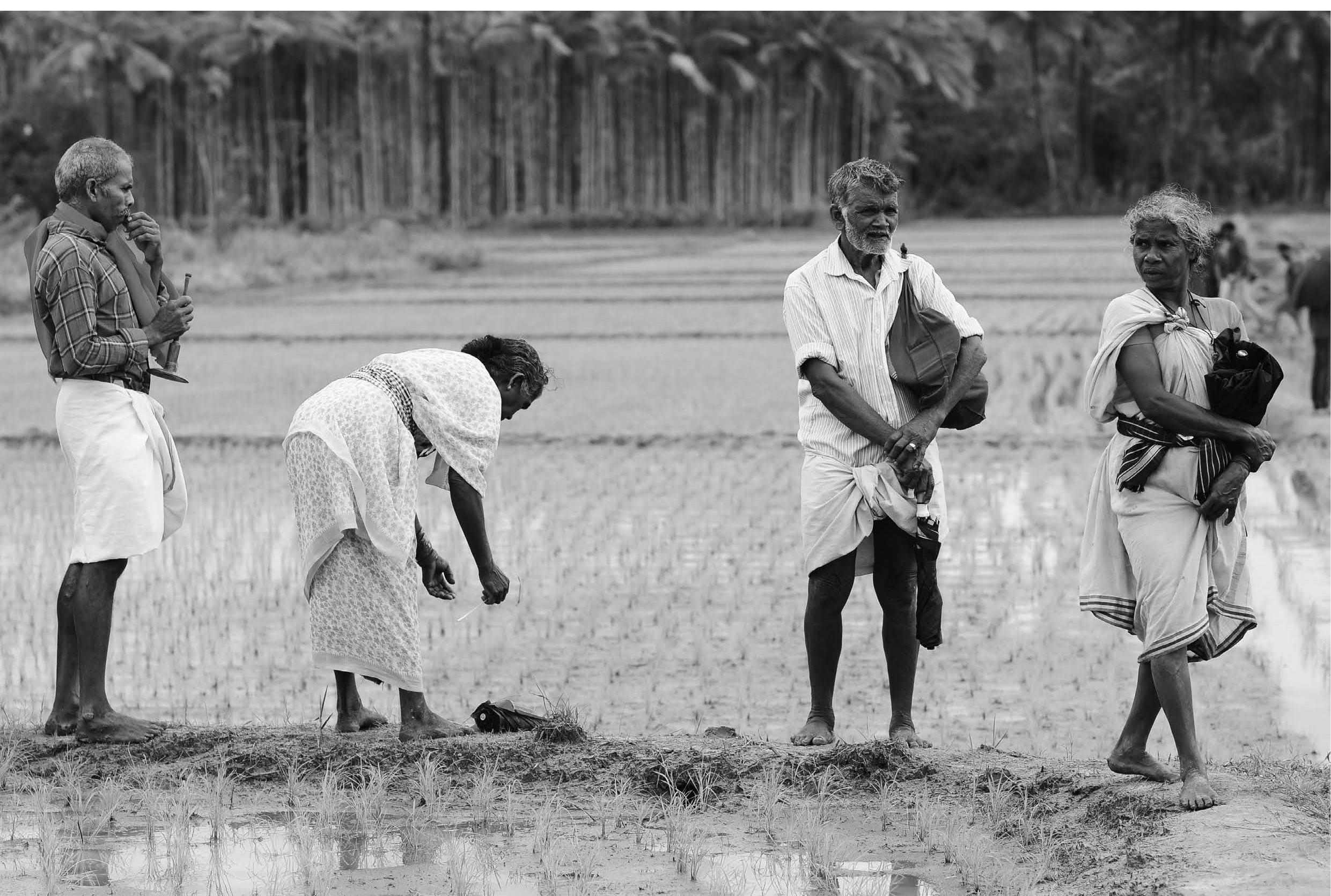 (PDF) ROOTS OF THE ADIYAR TRIBE OF WAYANAD
