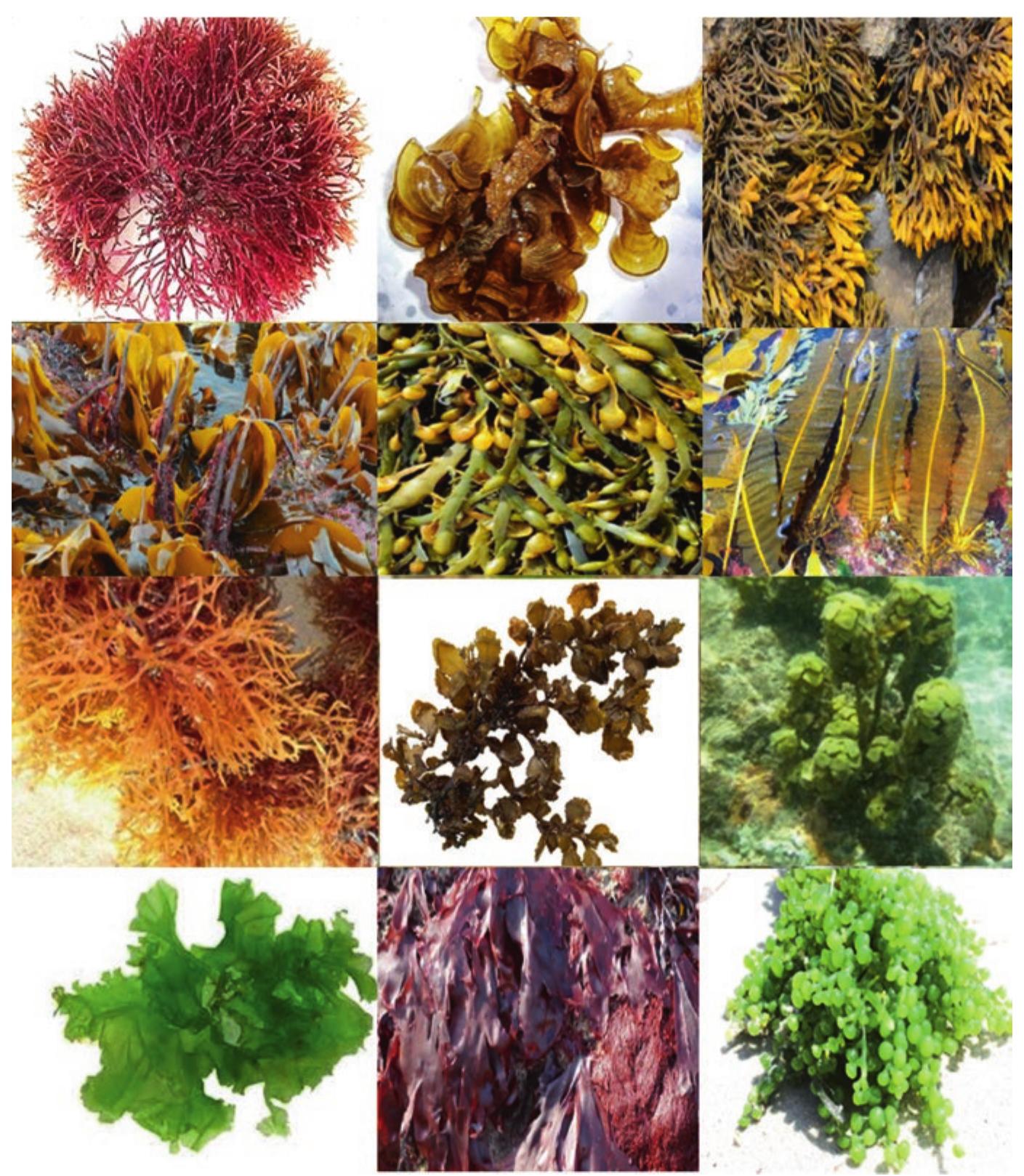 (PDF) Potential Products from Macroalgae: An Overview