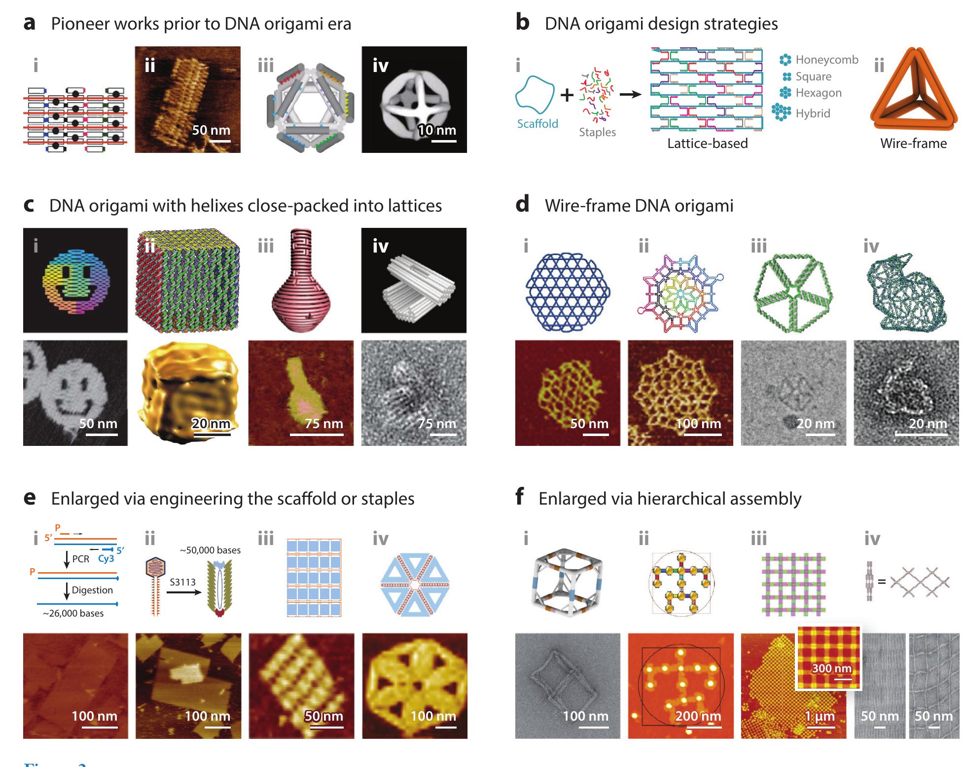 (PDF) Structural DNA Nanotechnology: Artificial Nanostructures for ...