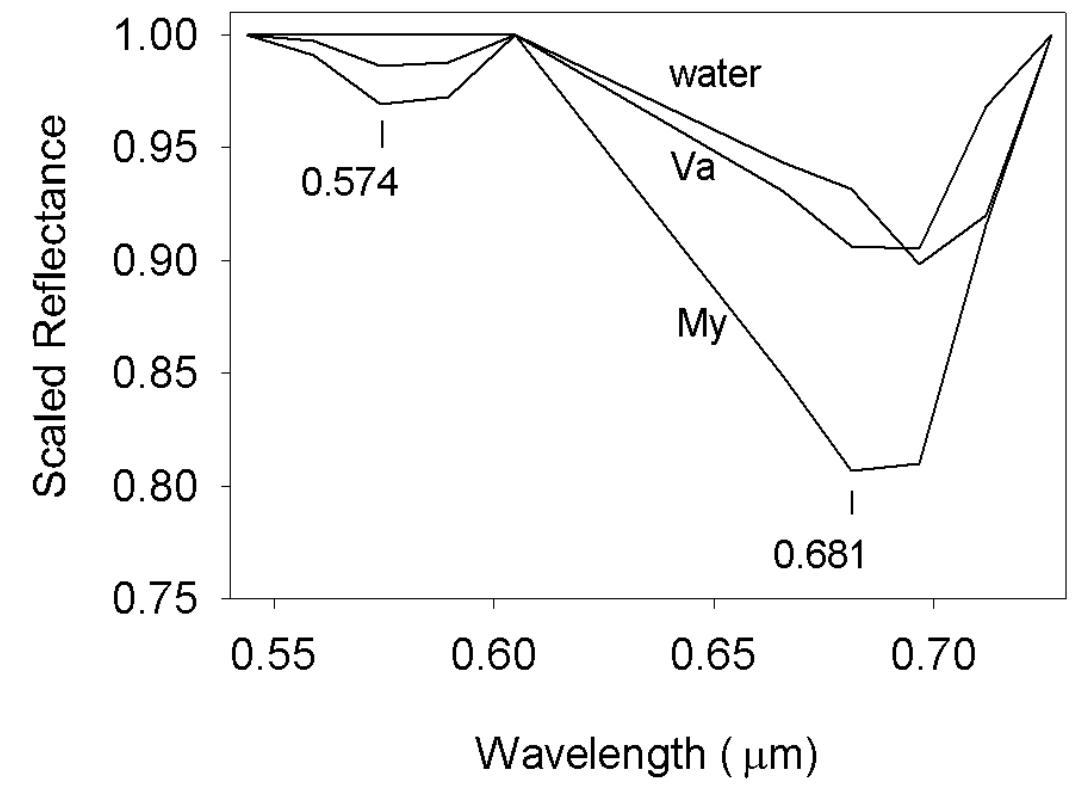 Continuum removed spectra of water and two species of sav.