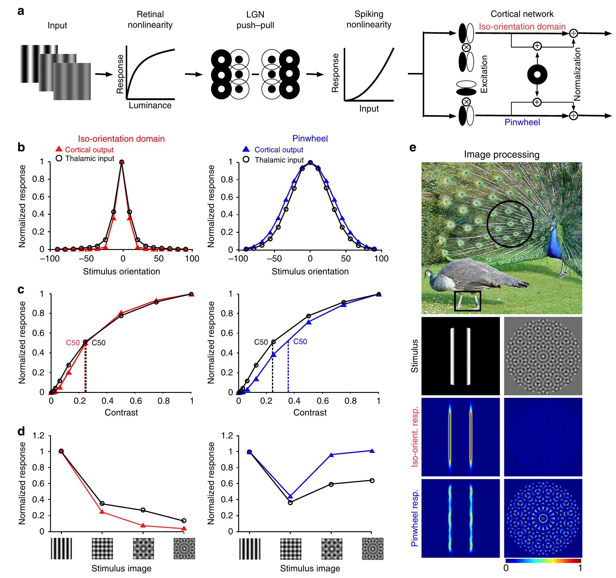 (PDF) Functional implications of orientation maps in visual cortex