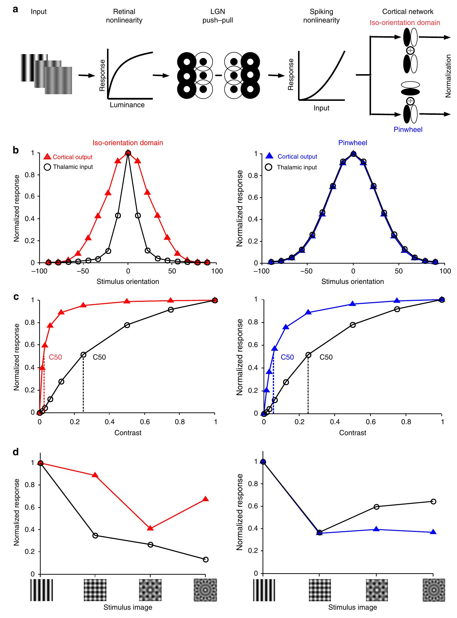(PDF) Functional implications of orientation maps in visual cortex