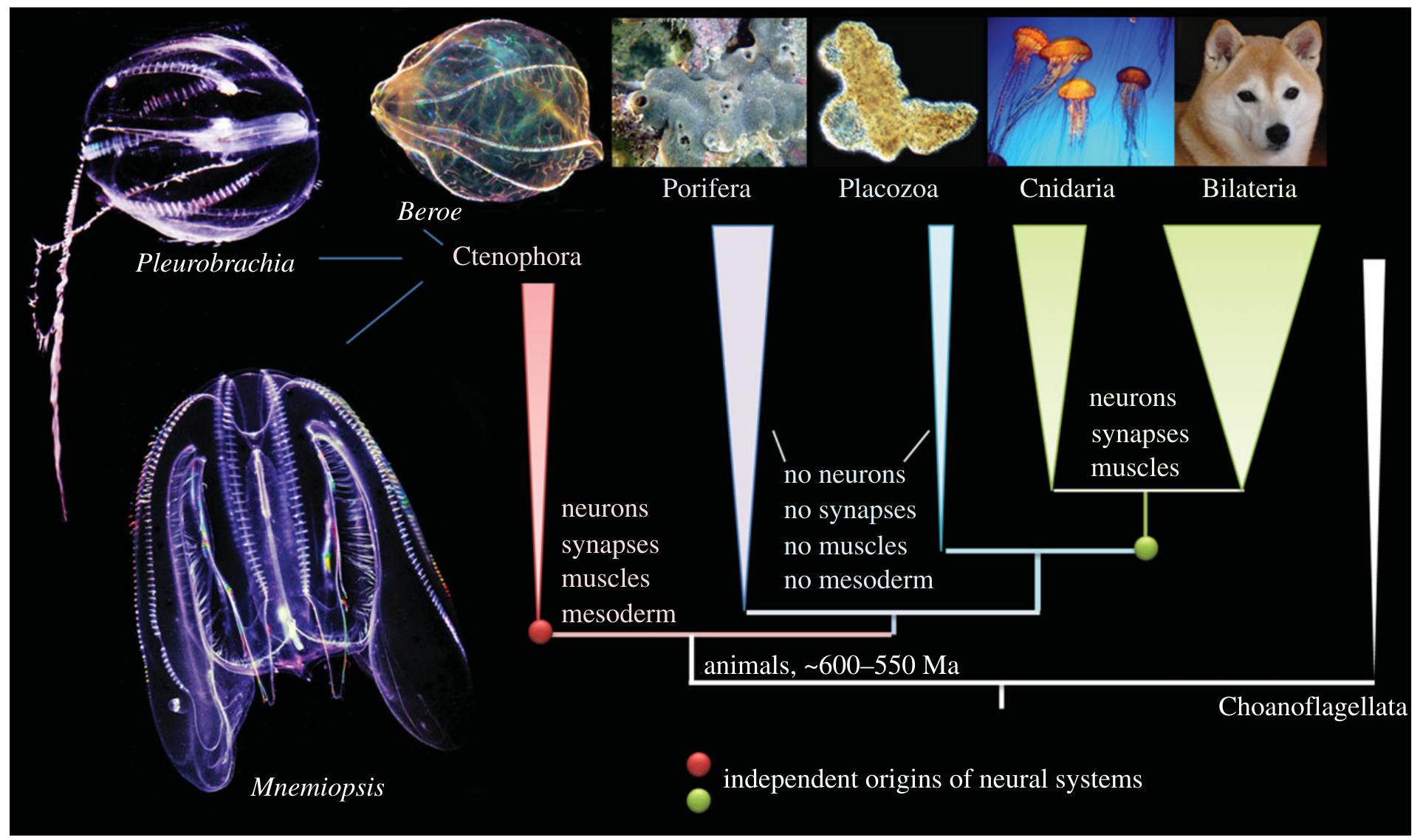Ctene Rows (PDF) Independent origins of neurons and synapses: insights from ...