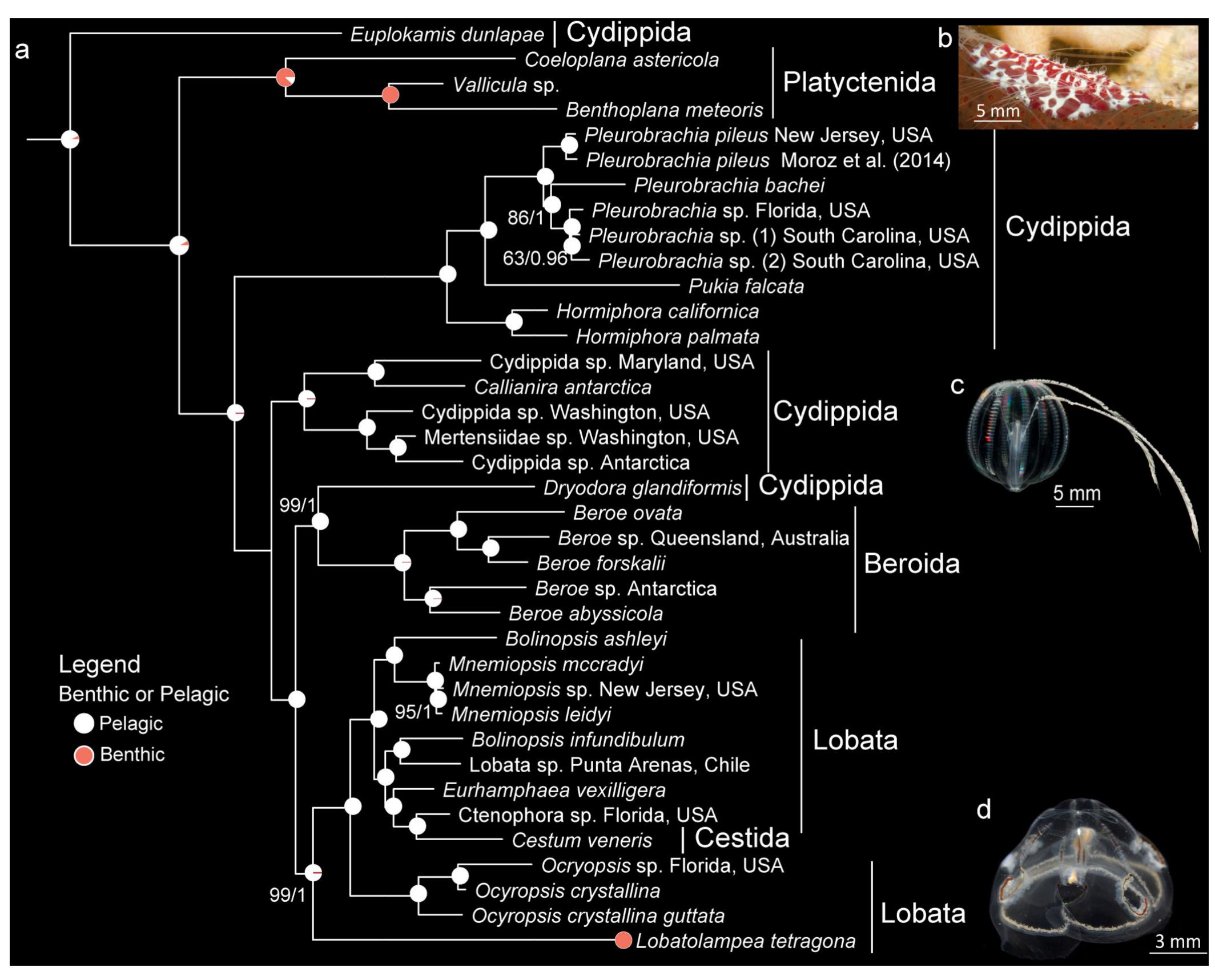 (PDF) Ctenophore relationships and their placement as the sister group ...