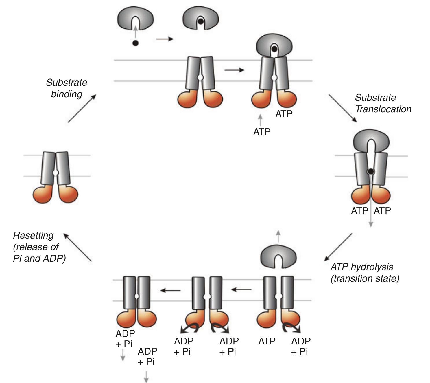 Substrate capture by abc transporters, fig. 1 model of