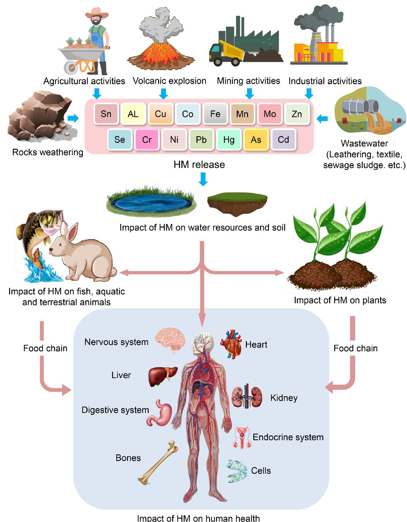 Hms Development Efficient bacterial and fungal species used in hm removal.