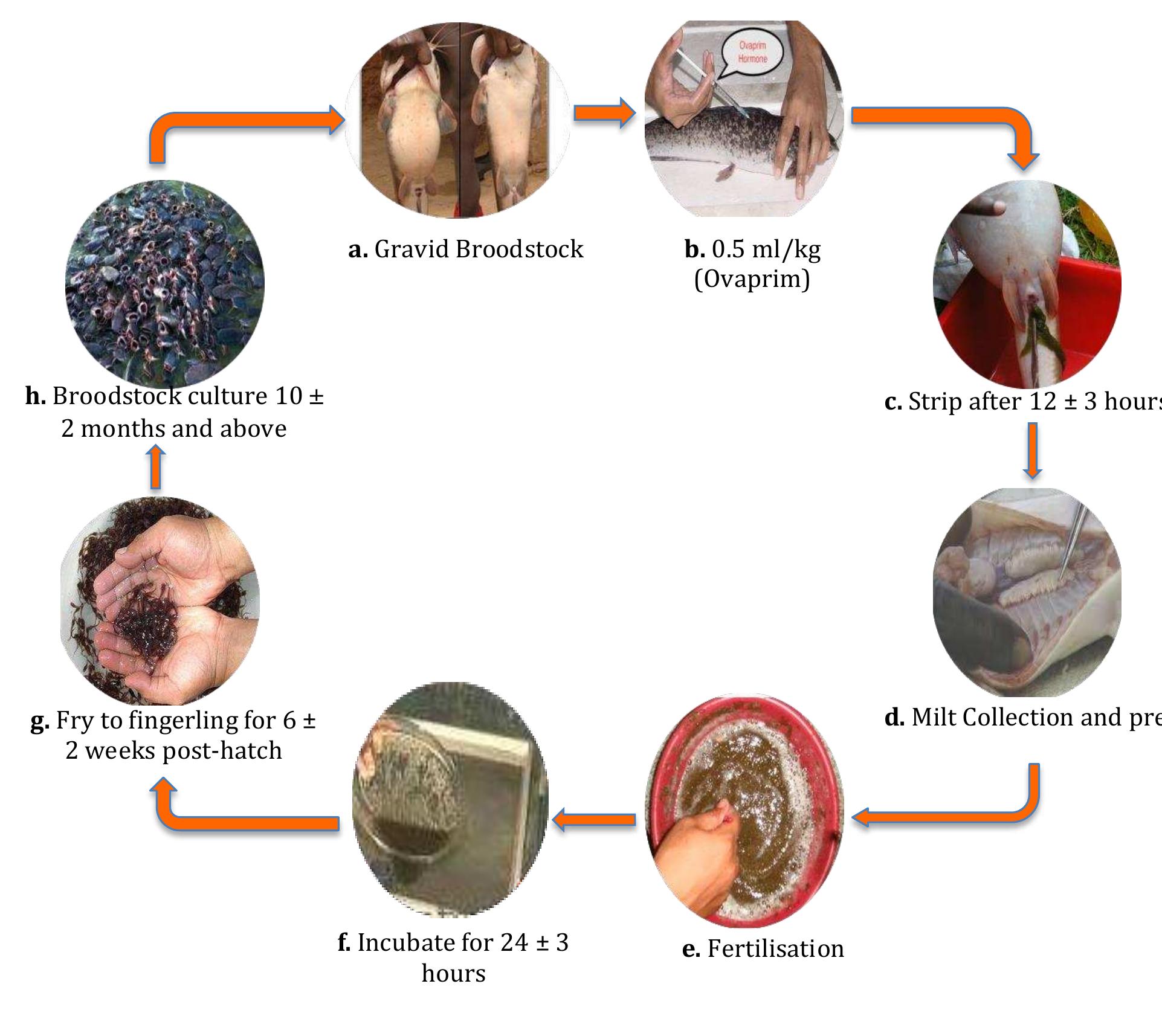 1 (a — h). life cycle of african catfish (c. gariepinus)