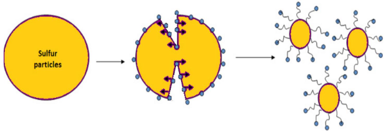 (PDF) Synthesis and characterization of sulfur nanoparticles with WSP ...