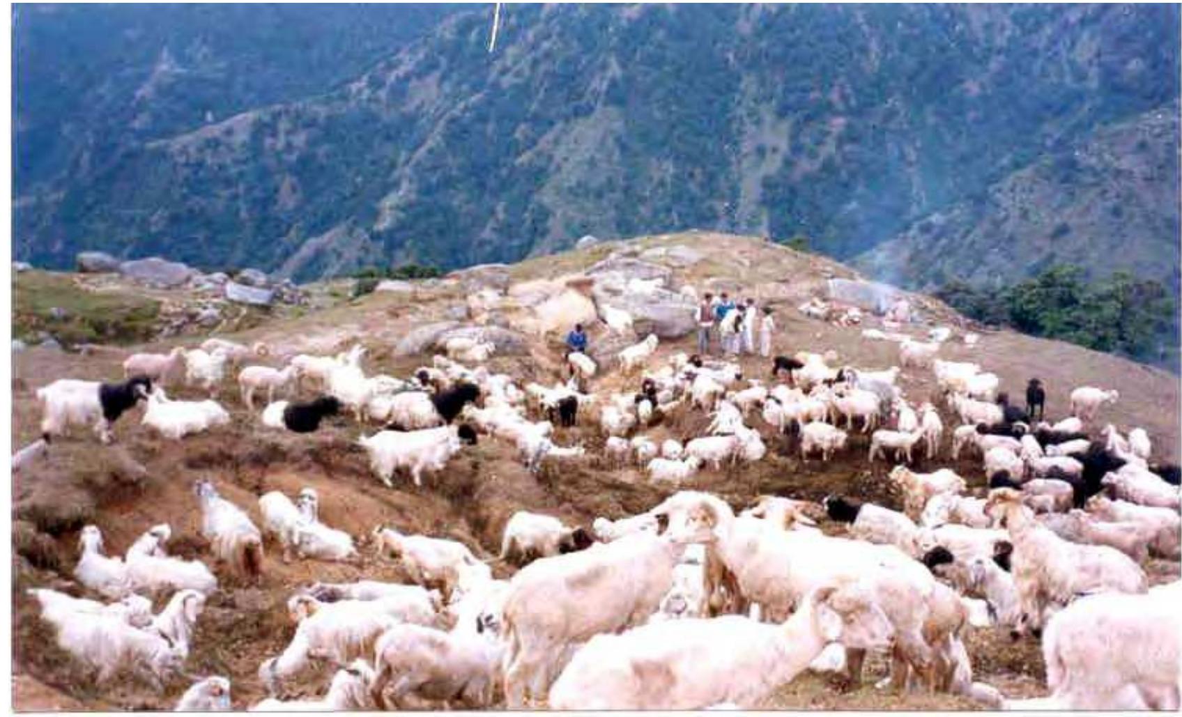 (PDF) Pastoralism in India: A scoping study