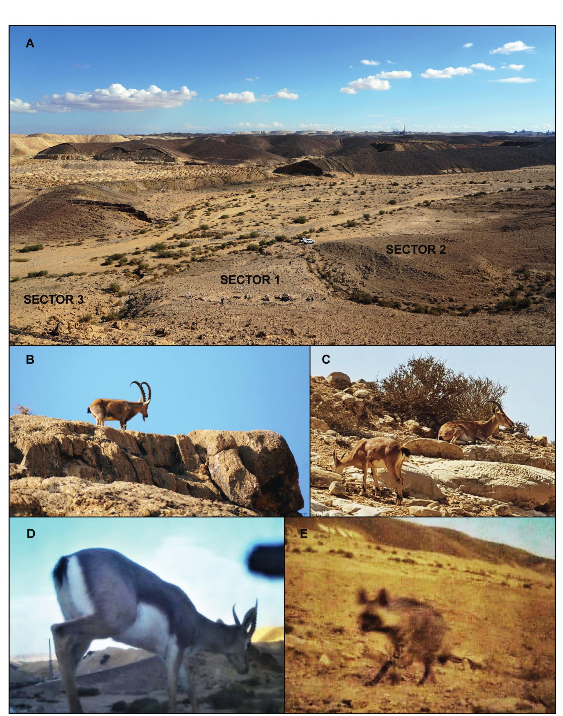 Fig. 2 — Location of the site (view from uphill, west) on the right bank of the homonymous dry riverbed (A), and a sample of mammals spotted around the site: male and female Nubian ibex (B and C), gazelle (D) and striped hyena (E; gazelle and hyena spotted through the motion camera fixed at the site; photos Nahal Efe Project).  Hunting at the Fringe of the Desert: Animal Exploitation at Nahal Efe (northern Negev, Israel) during the Pre-Pottery Neolithic B 