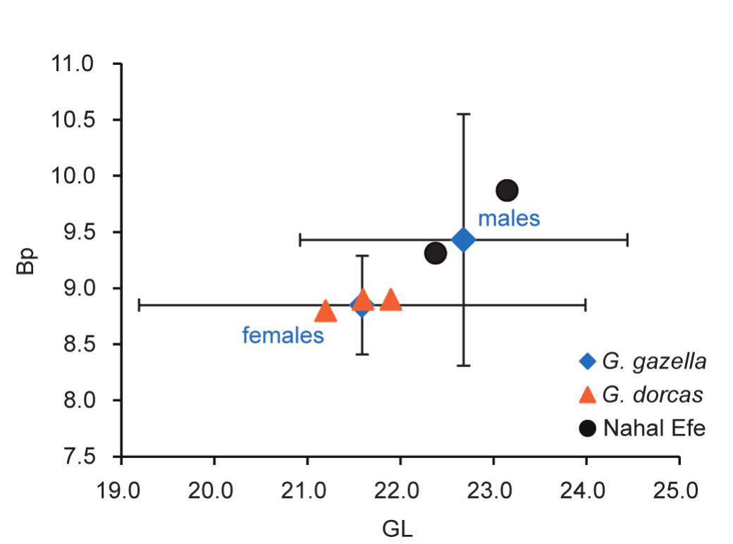 Fig. 5 — Dispersion of GL and Bp measurements of the 2nd phalanges of Nahal Efe gazelles (black circles) compared with the available reference data for modern Gazella gazella (blue diamonds with error bars, males and females) and G. dorcas (red isolated triangles, only males ; Horwitz et al. 1990; Horwitz and Goring-Morris 2000; Munro et al. 2011). For G. gazella, the diamond symbols correspond to the average value of each group and the horizontal and vertical  bars to the 95% range of variation. All measurements follow von den Driesch (1976).  Felis cf. lybica  Hunting at the Fringe of the Desert: Animal Exploitation at Nahal Efe (northern Negev, Israel) during the Pre-Pottery Neolithic E 