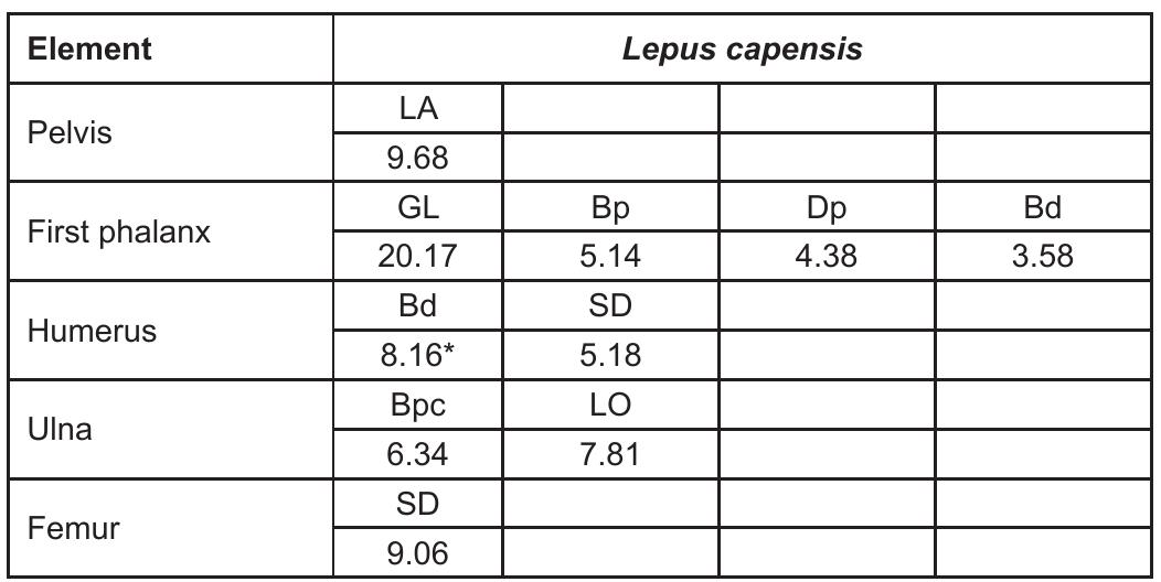 Table 5 — Available bone measurements of Lepus capensis. All mea. surements follow von den Driesch (1976). Approximate measuremen due to calcareous concretion.  single bone belonging to a larger (e.g. eagles) or smaller (e.g. hawk, harrier) raptor, to the Strigiformes (nocturnal birds of prey) or to other bird families. Due to a lack of conclusive diagnostic criteria, the remaining bones not determined to the specific or generic level were classified into three categories: 1) Medium-sized Accipitridae (like B. buteo or Milvus sp.) when the morphology definitely excludes a falcon or other family 2) Accipitridae or Falconidae, and 3) ‘Unidentified bird’. 