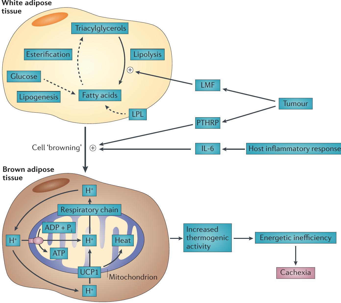 | browning of white adipose tissue in cachexia. in addition