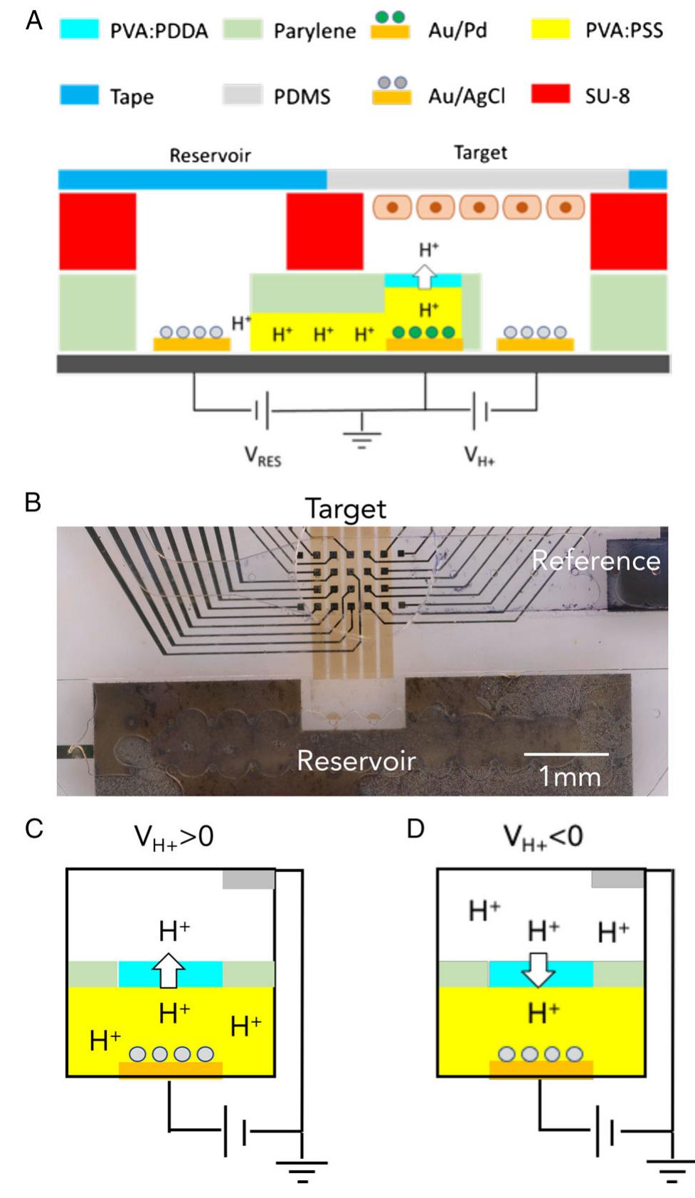 Proton pump design. a) device schematic. b) optical image of