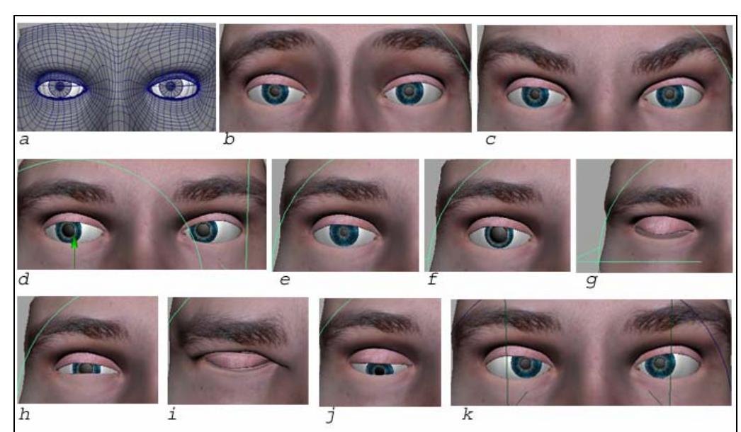 Model of the eyes. the two eyes and extrinsic muscles (a);