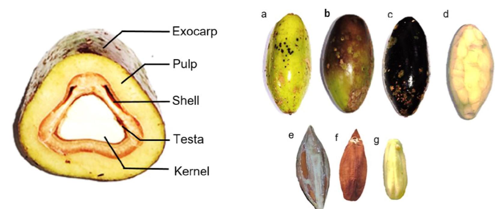 Figure 1 - from Physicochemical Characterization and Fatty