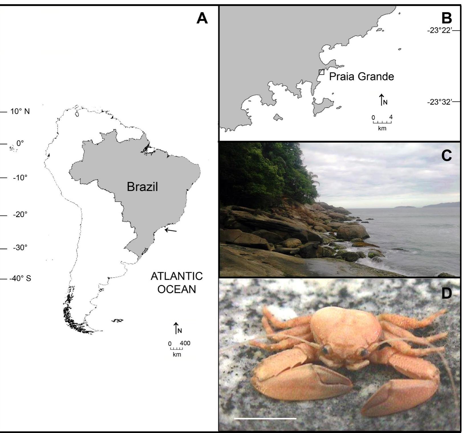 Figure 1 - from Insights of the life history in the