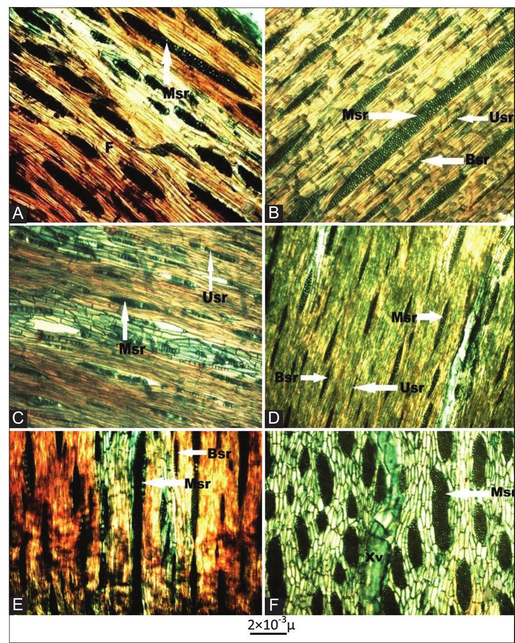 Figure 2 - from Wood Anatomy of Acacia species