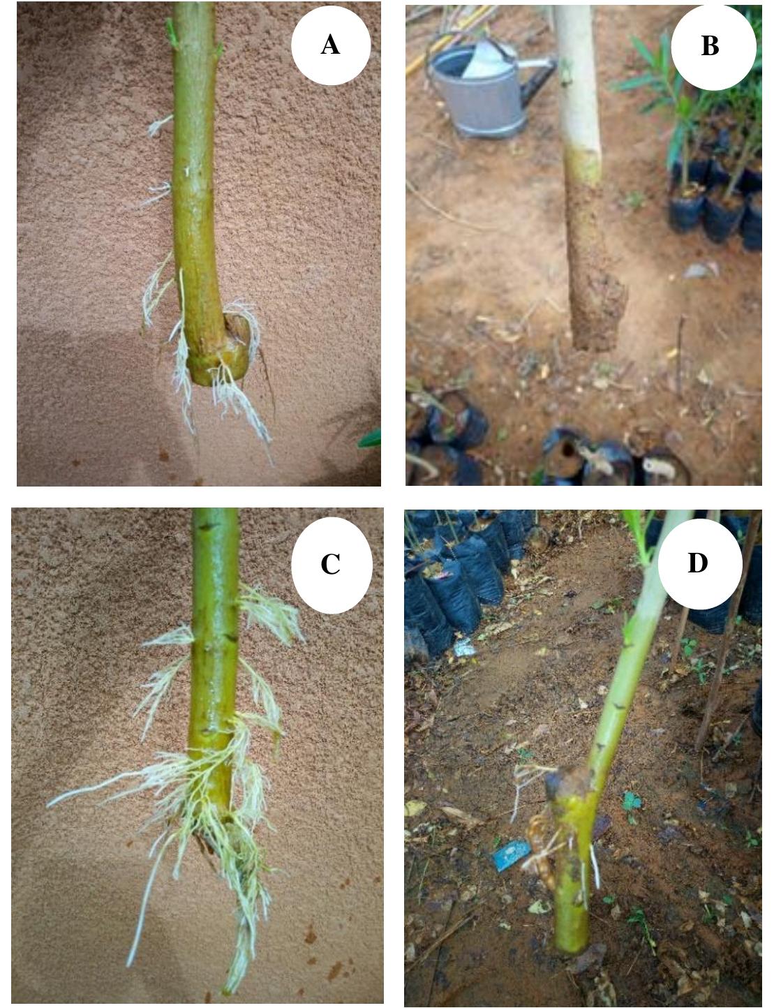 (PDF) Tests to Optimize the Multiplication of Oleander (Apocynaceae) in ...