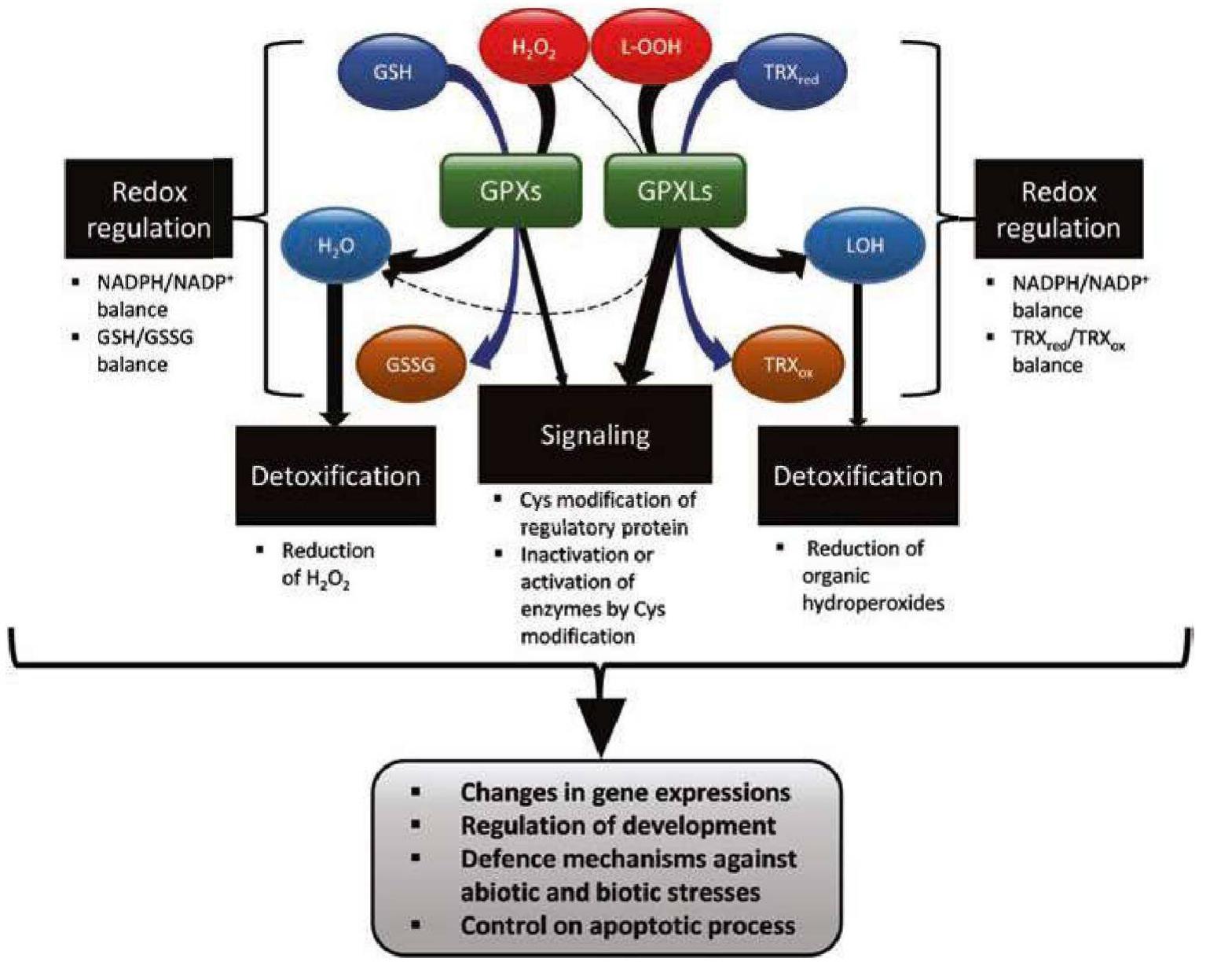 (PDF) Plant Glutathione Peroxidases: Structural and Functional ...