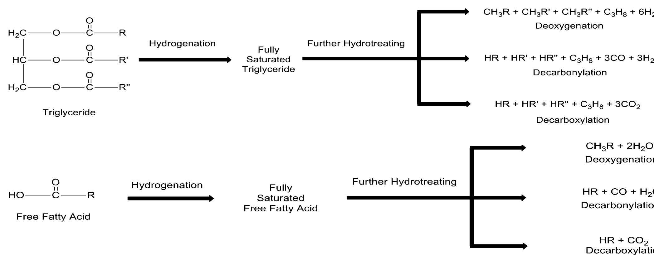 Overview of the reactions of triglycerides and free fatty