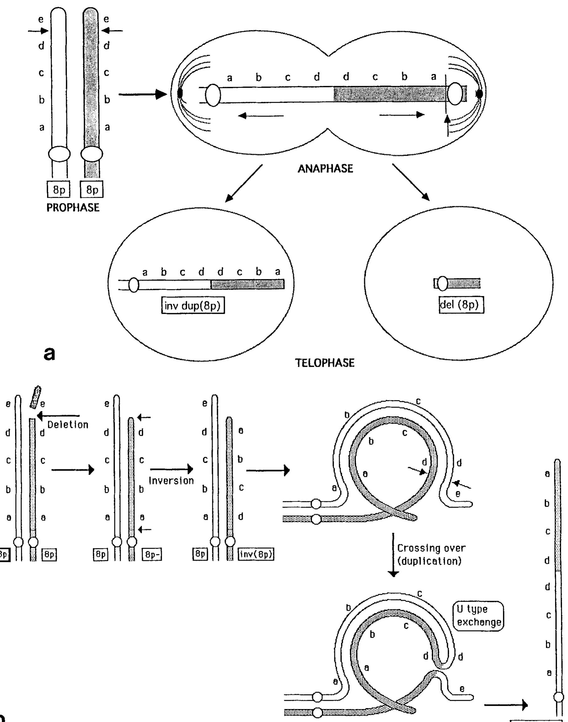 (PDF) Clinical and cytogenetic findings in seven cases of inverted ...