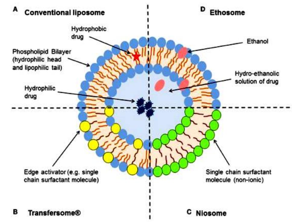 (a) structure of noisome; (b) types of niosomes