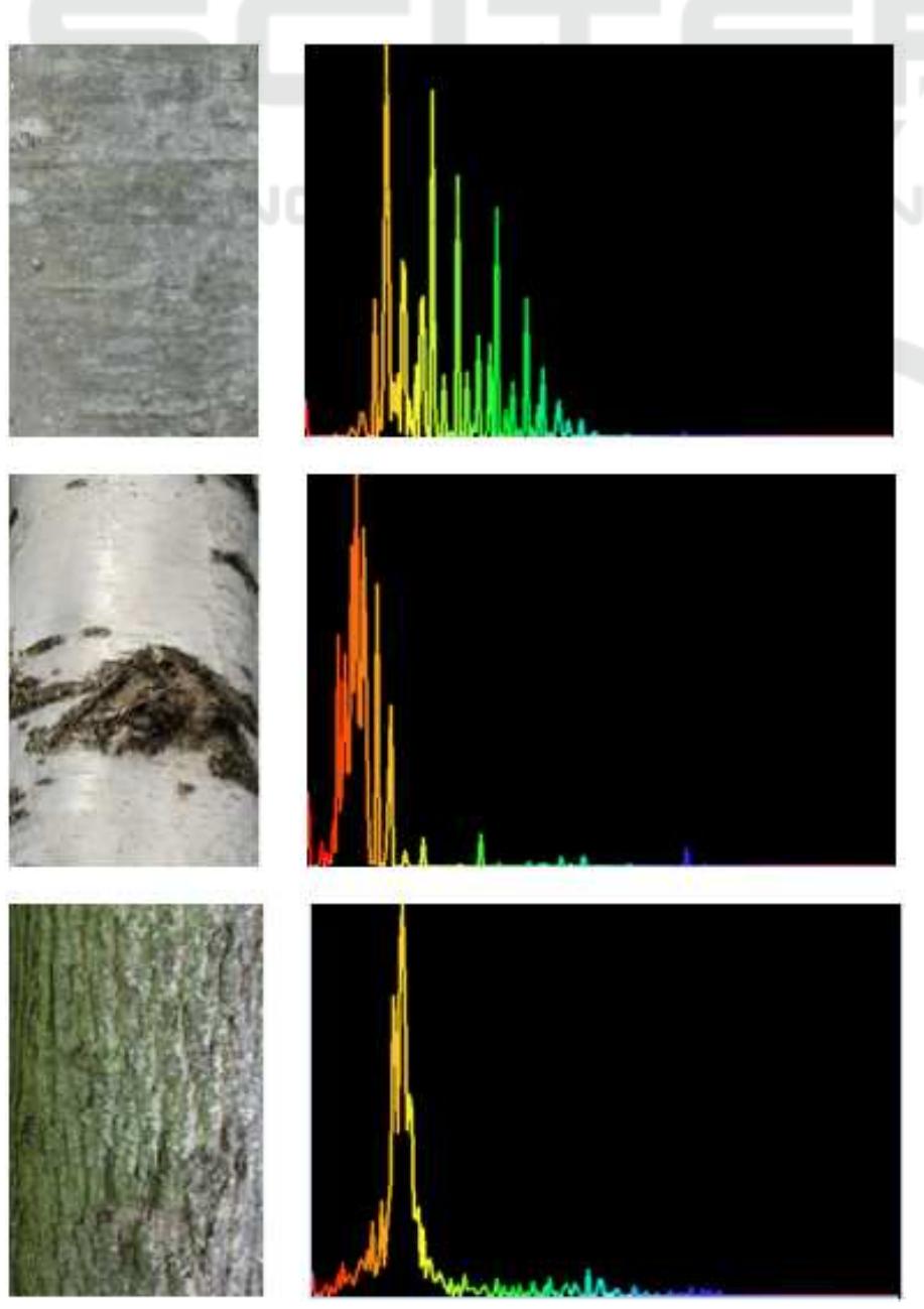 (PDF) Bark Recognition to Improve Leaf-based Classification in Didactic ...