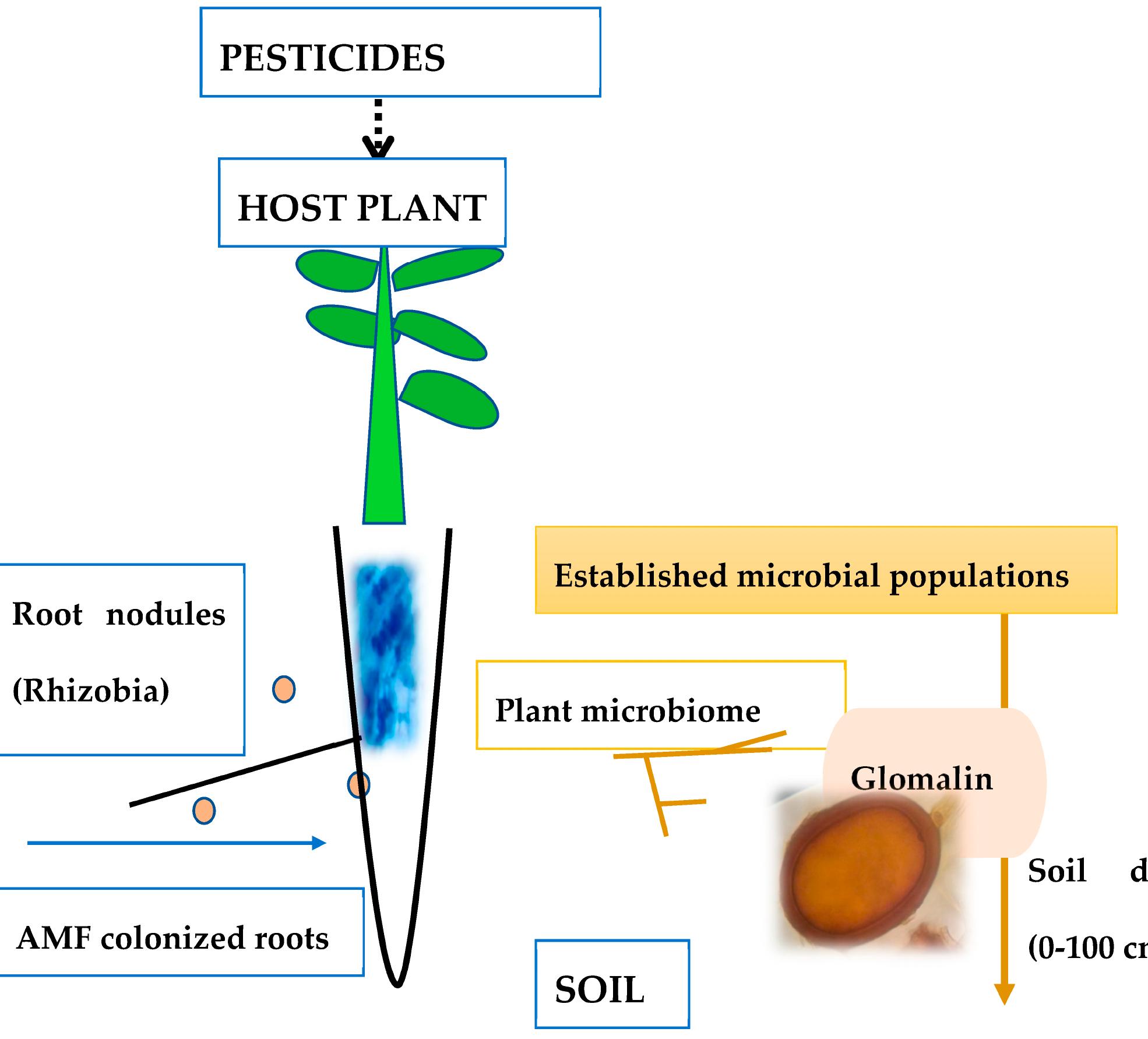 (PDF) Effects of Pesticides on the Arbuscular Mycorrhizal Symbiosis