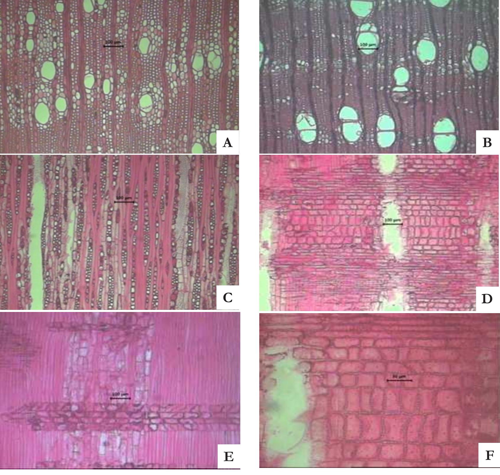 Multiseriate Rays (PDF) Comparative Wood Anatomical Properties of Genus Syzygium (Family ...