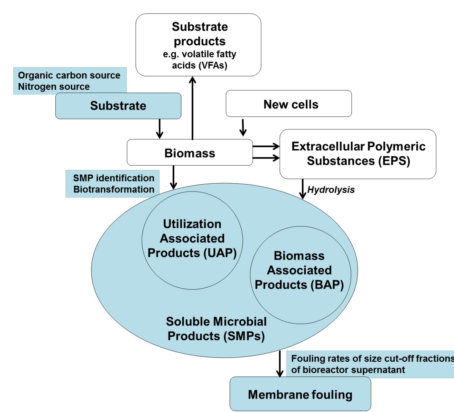 PDF) The production and biotransformational changes of soluble 