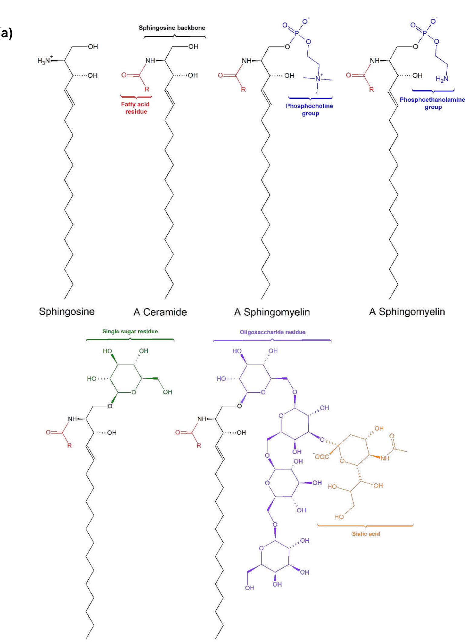 PDF) The production and biotransformational changes of soluble 