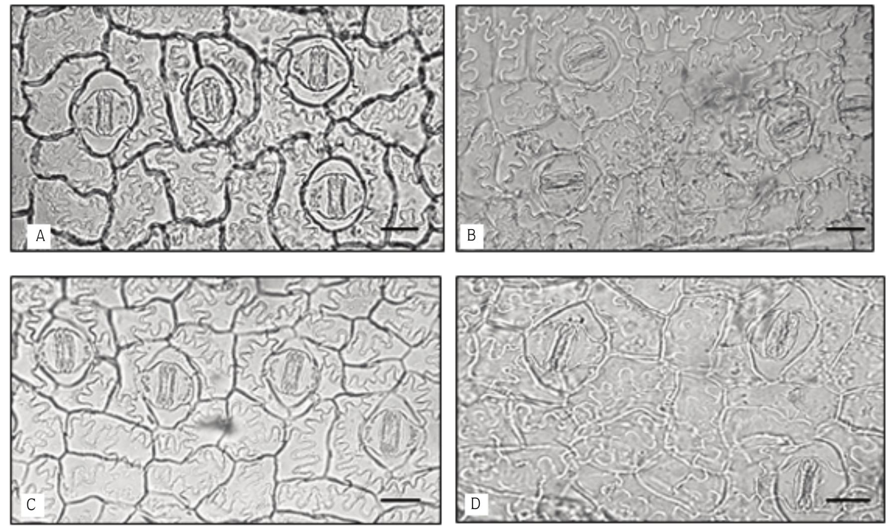 Guard Cell Micrograph Figure 3 - from Changes in Anatomical Structure and Levels
