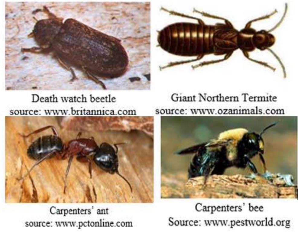 Timber Insect (PDF) Conservation of Wood and Restoration of Artifacts Against Wood ...