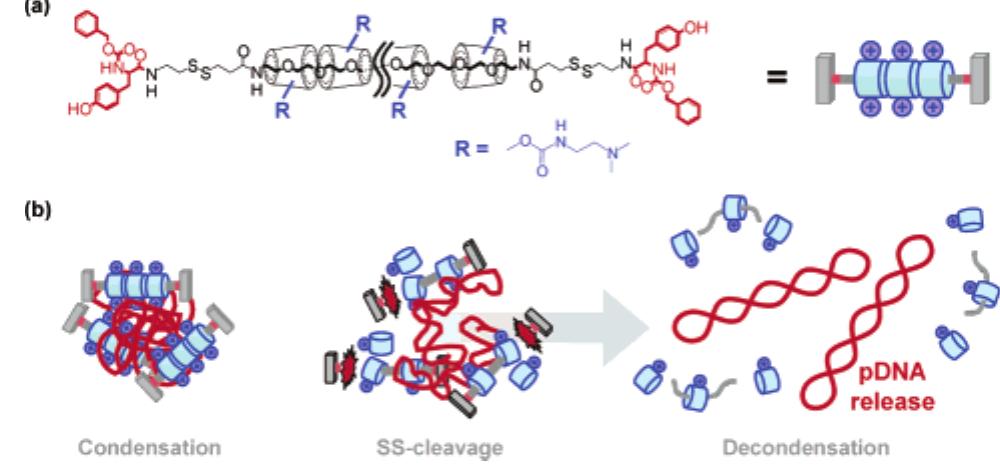 (PDF) Biocleavable Polyrotaxane−Plasmid DNA Polyplex for Enhanced Gene ...