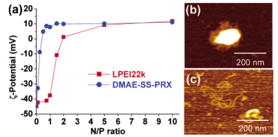 Pdip Polyplex (PDF) Biocleavable Polyrotaxane−Plasmid DNA Polyplex for Enhanced Gene ...