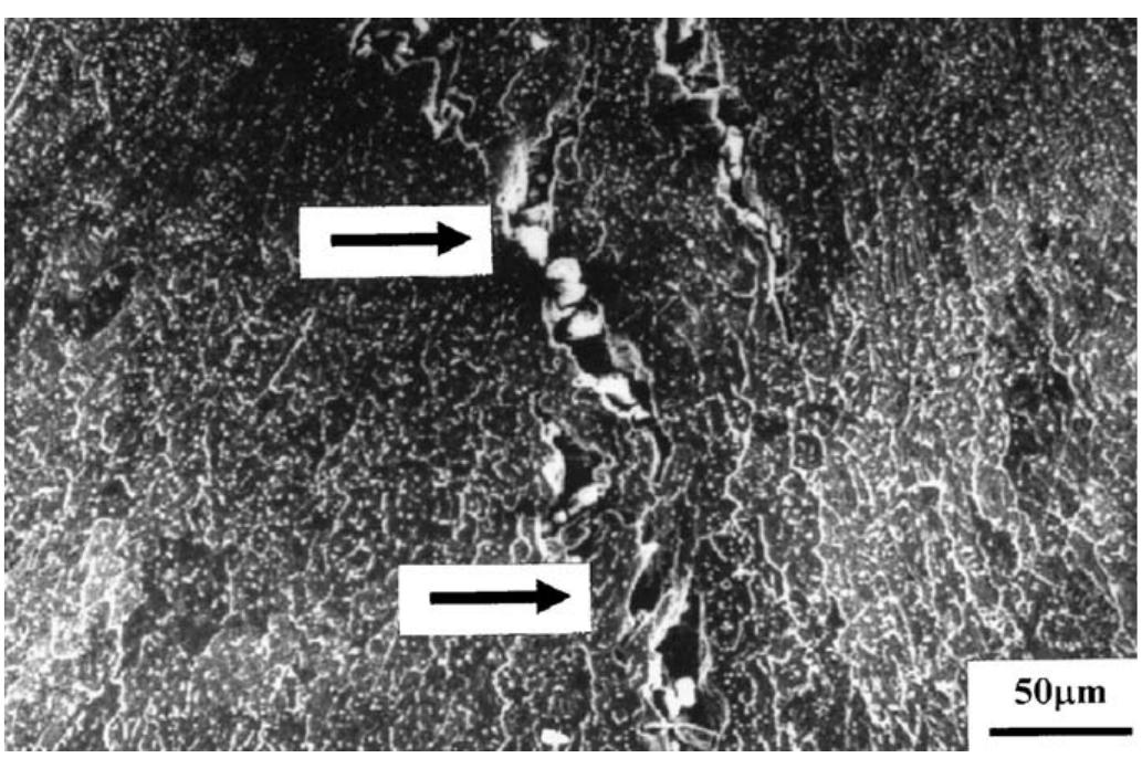 Scanning electron micrograph of the cross-section of
